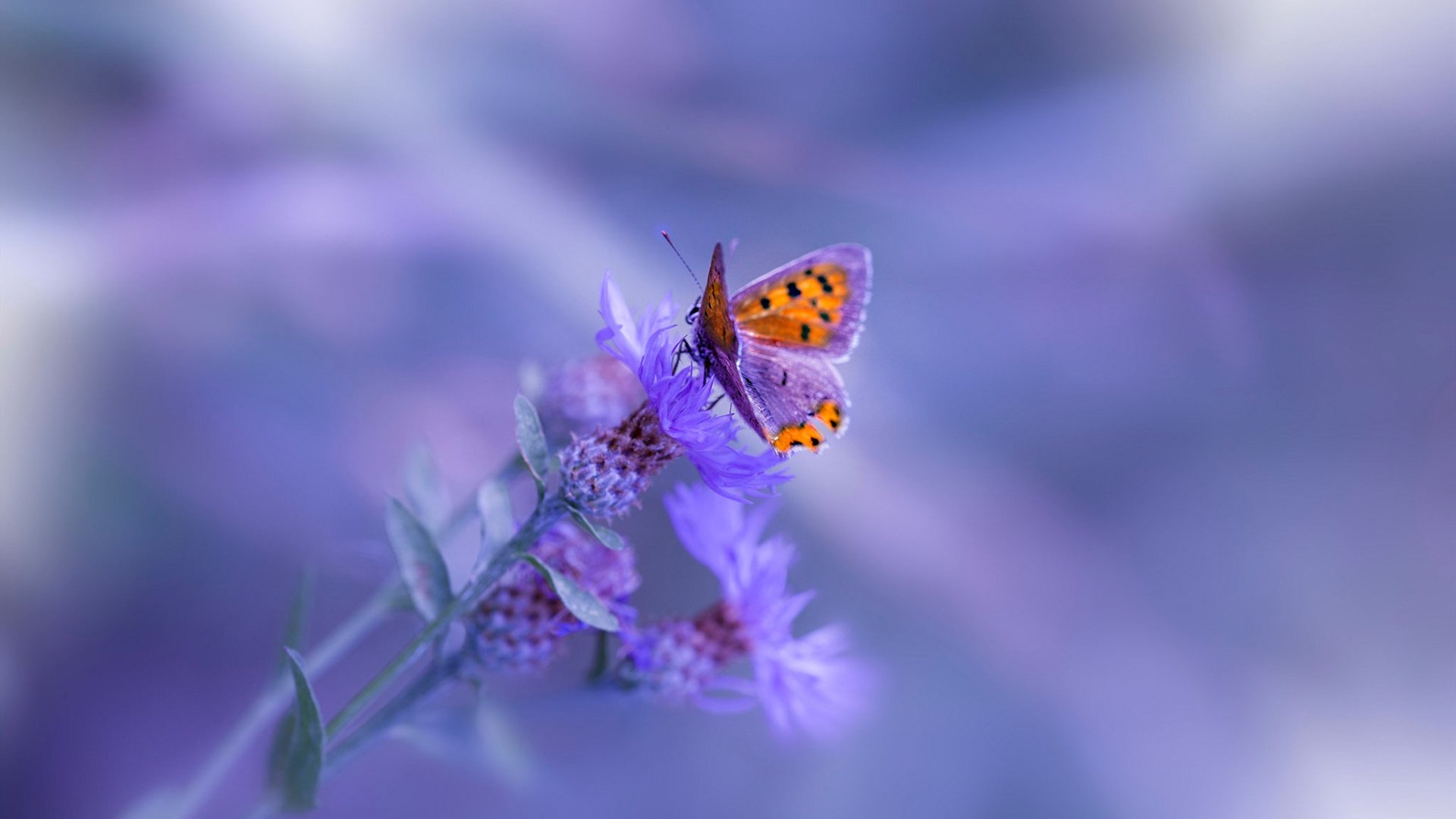 开云电竞平台-_国际动作足球：空中技巧引爆全场_，足球空中停球教学视频