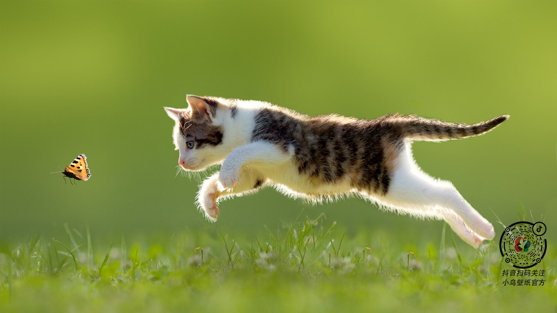 史上“最默契”的战术配合合集，wz默契交锋